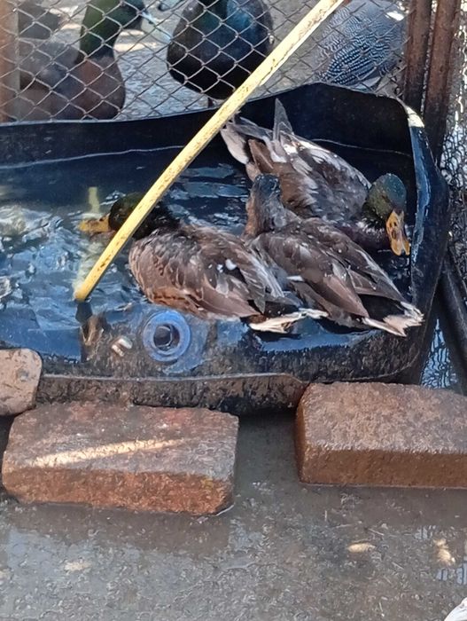 Schimb 2 ratoi sălbatici