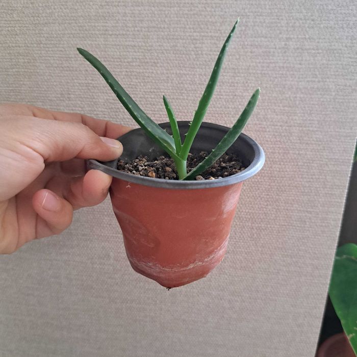 Алоэ детка из этого куста