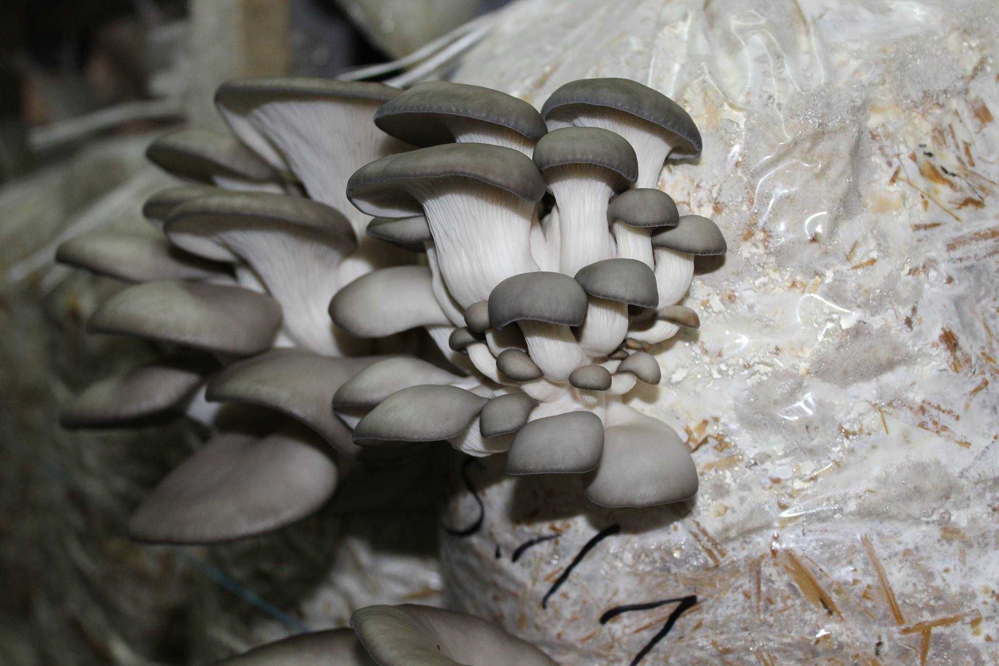 Saci de Ciuperci Pleurotus - GreenFarm.ro