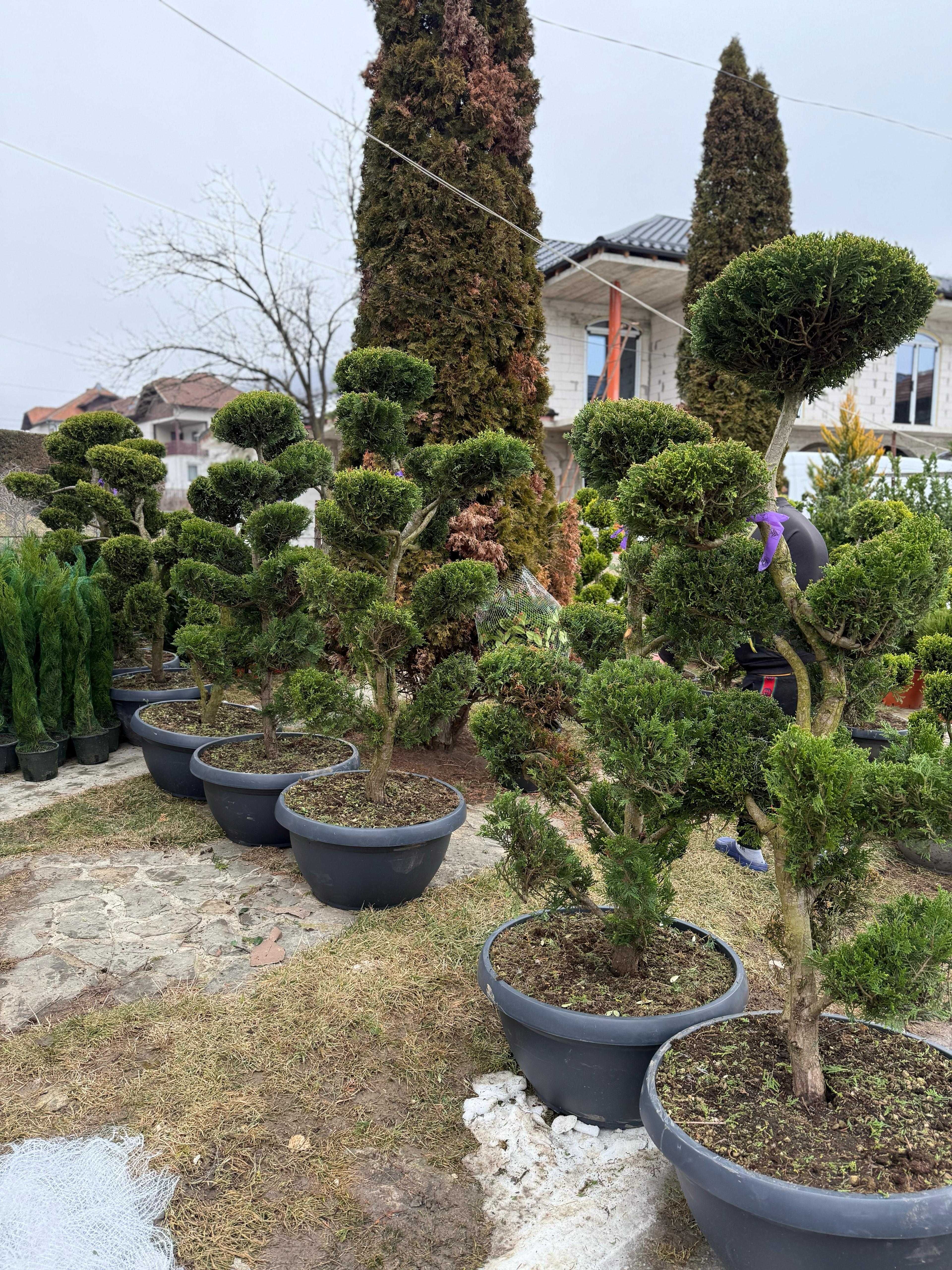 Oferim plante ornamentale superbe, direct din pepinieră!
