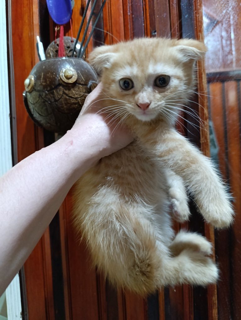 Вислоухий котёнок!