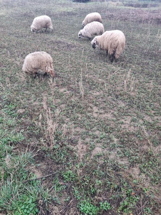 Pachet premium  10 oi