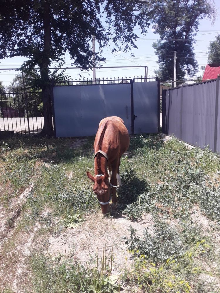 Продам лошадь молодую