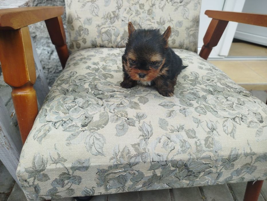 Yorkshire terrier talie mica