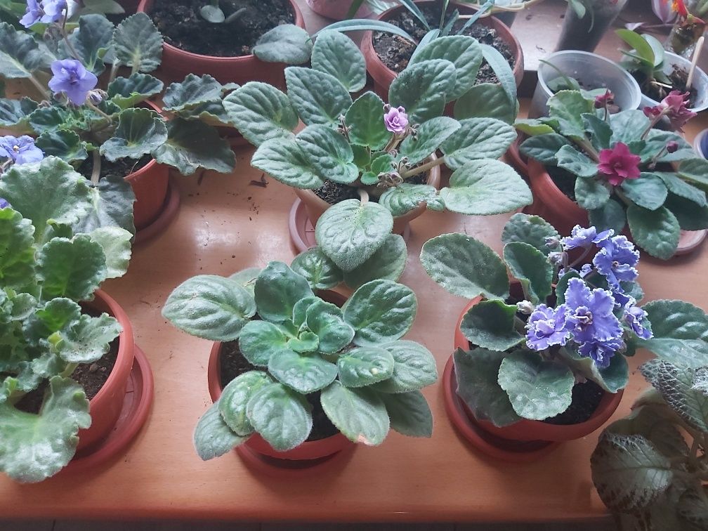 Продам коллекции фиалок