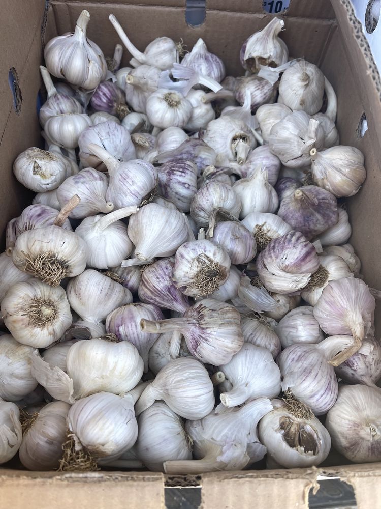 Usturoi soi national chino sau morado