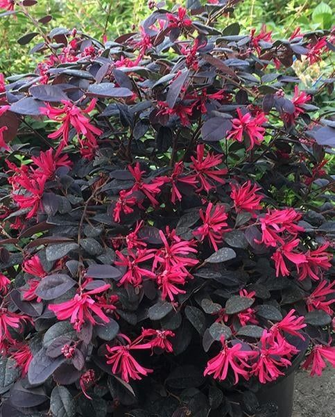 Лоропеталум/червен