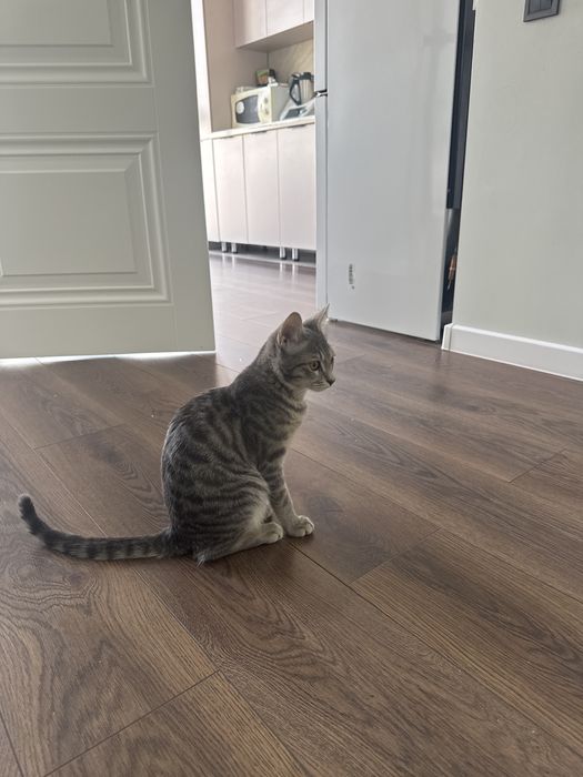 Отдам кота мальчик