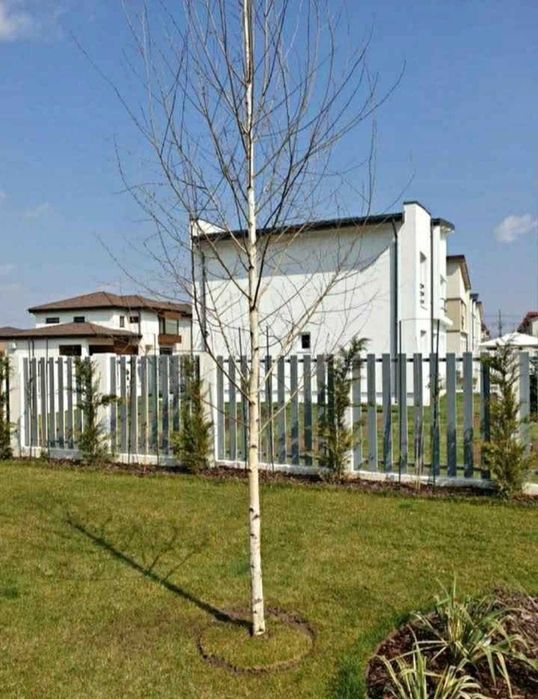 Plante Foioase Rezistente | Carpen, Arțar, Tei | Plată Ramburs