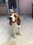 Ofertă Beagle fetita foarte jucăuș si iubareata, 7 luni la pret modest