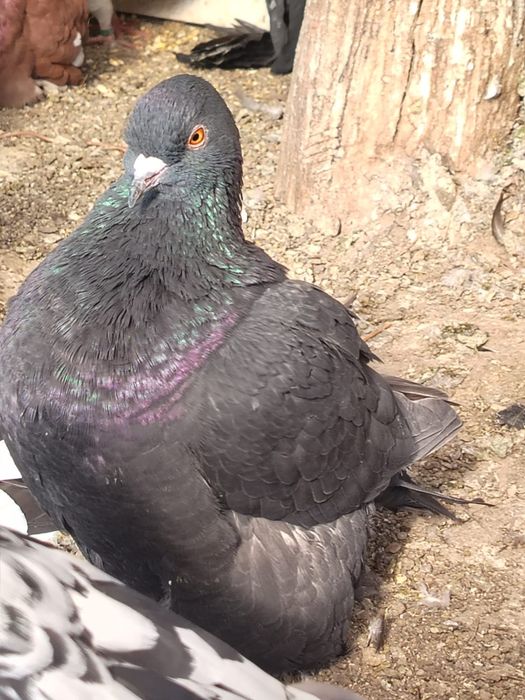 Porumbeii  Texani  si lahore