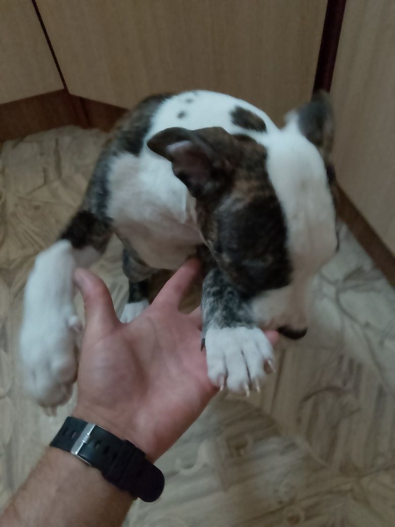 Продам щенков Питбуля