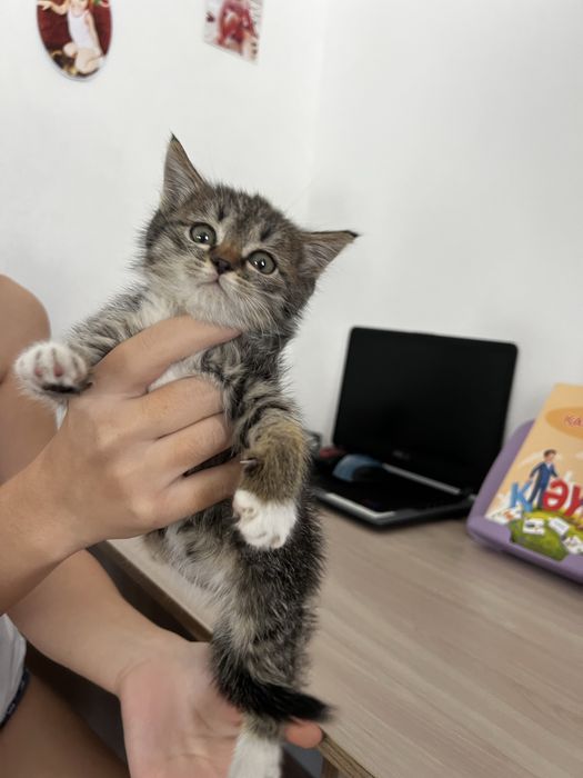 Маленький котенок 2 месяца