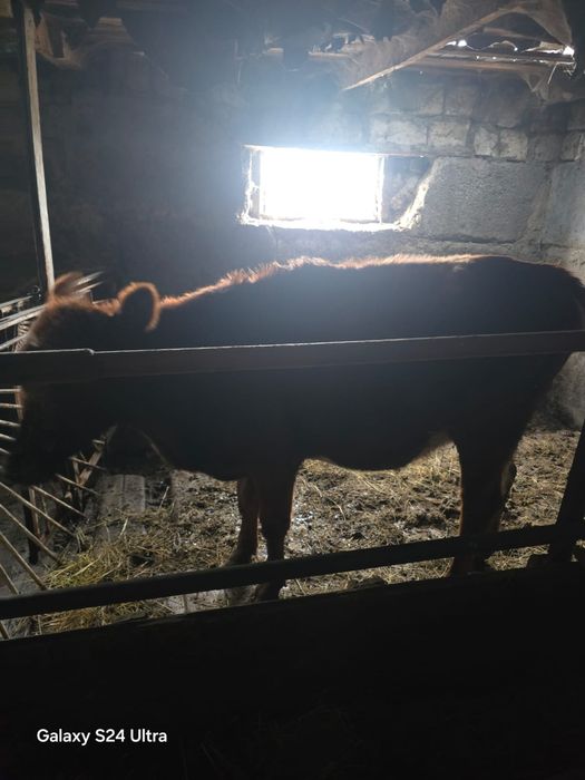 Продаётся тёлка 1.3 месяца