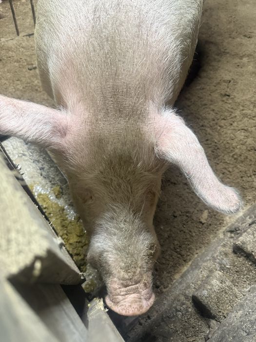 Продам кабана ( Хряк )