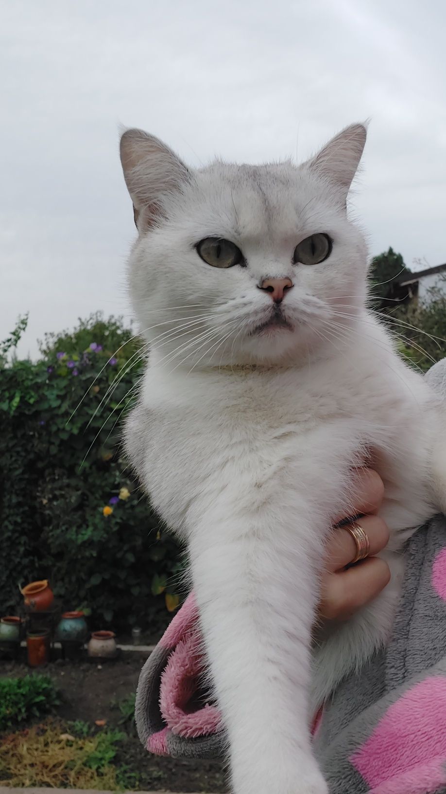 British shorthair silver chincilla