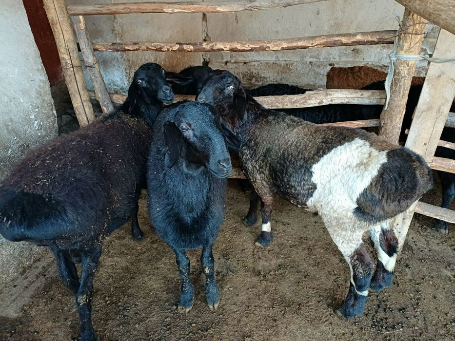 Кучкорлар сотилади.