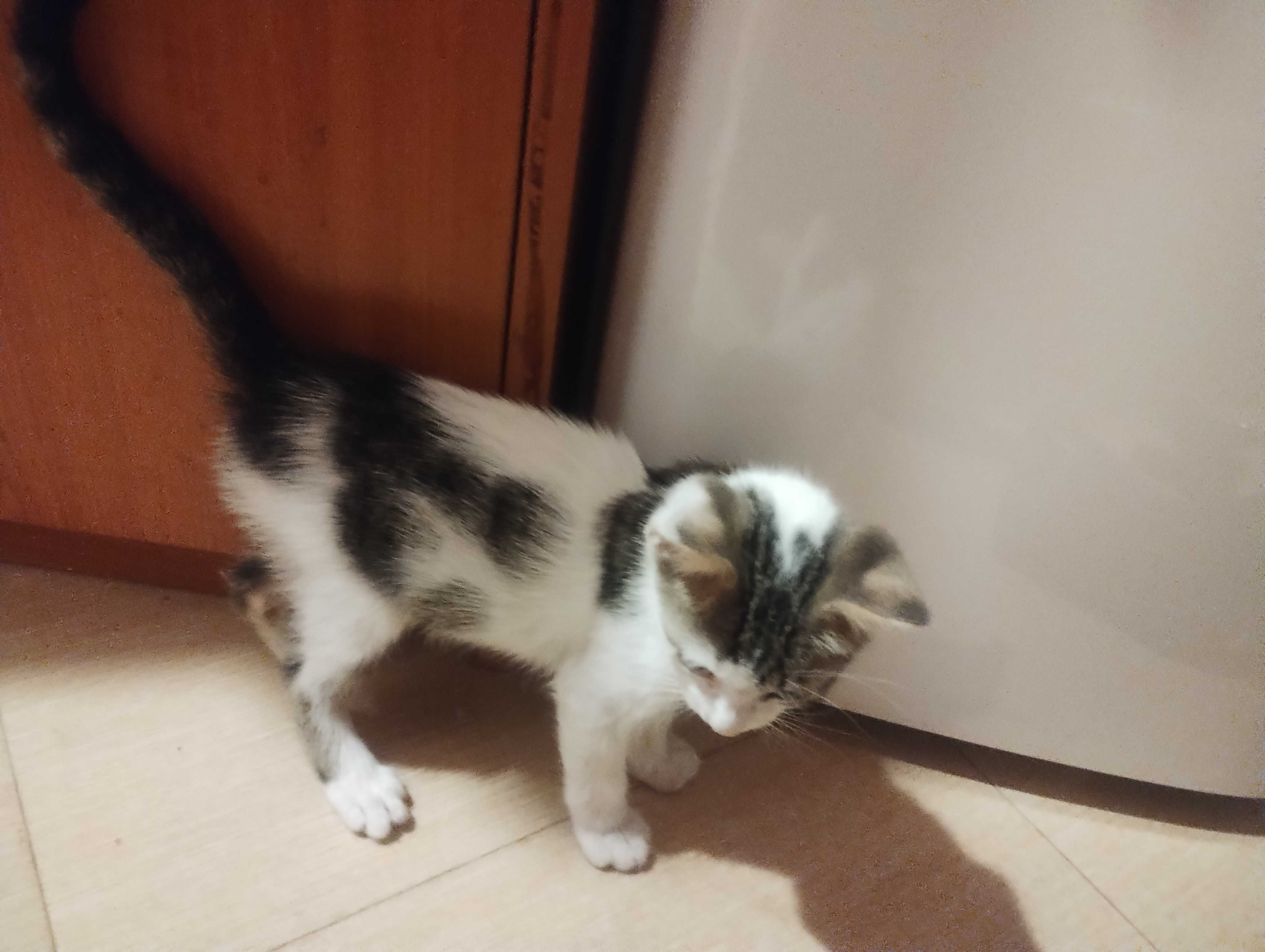 Чаровно Мъжко коте на 75 дни гальовно, игриво с хиг.навици Подарявам