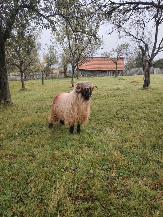 Berbeci de vânzare și noateni