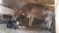 Vaca brună de Maramureș a3a fătare vitel de carne