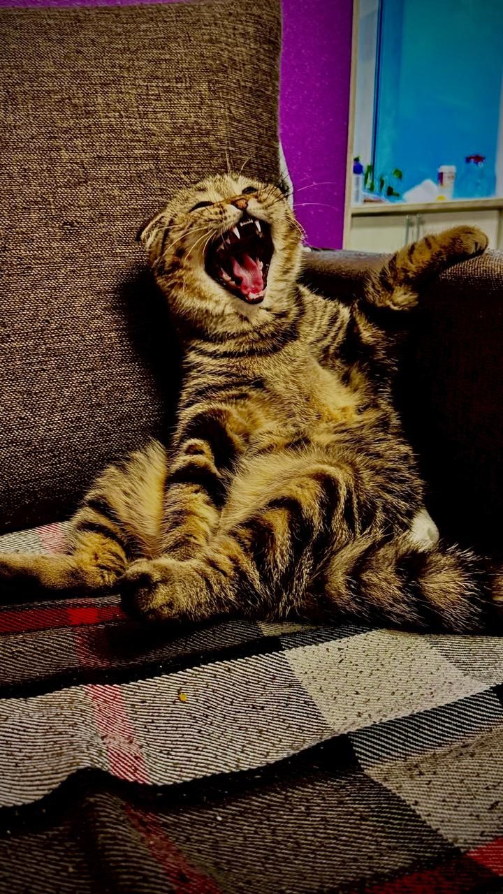 Кошка домашнее животное