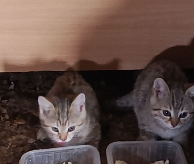 Отдам котят в добрые руки