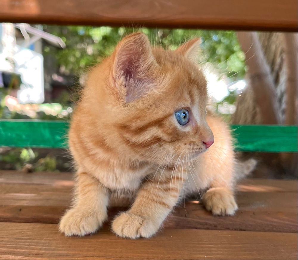 Котики изут дом и тепло