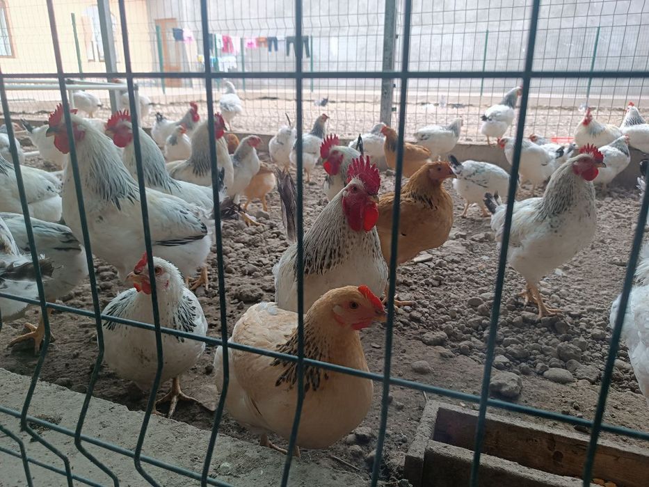 Продам курей Адлерская