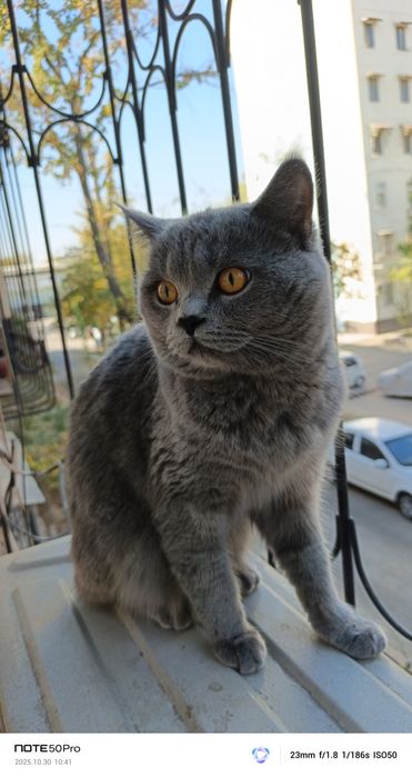 Britan Mushugi erkak Sotiladi.Sovg'aga Uychasi Ham Bor!