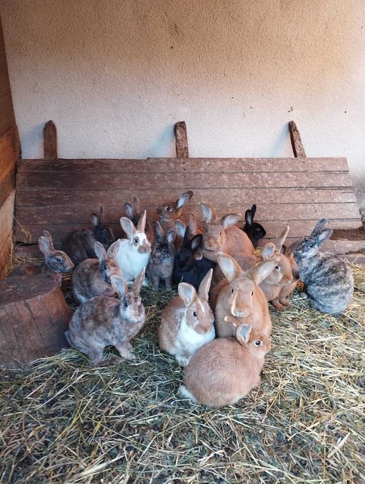 Свободни и щастливи зайци