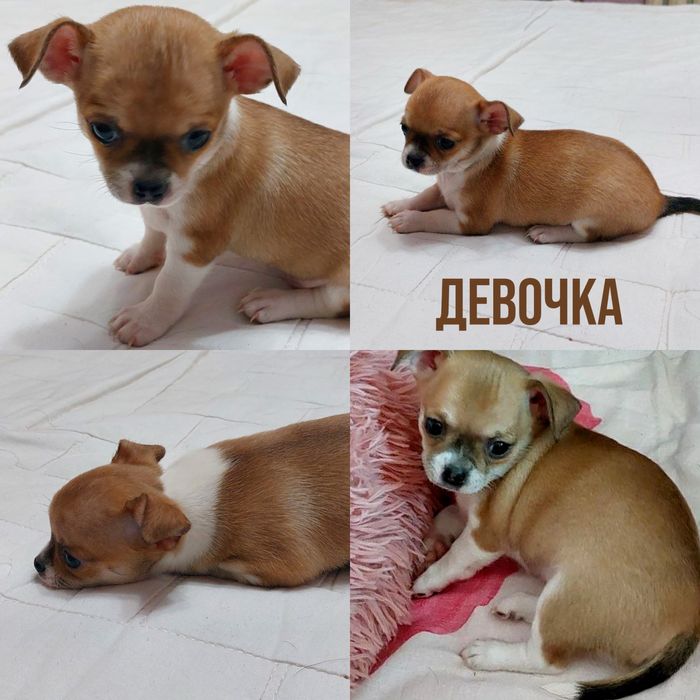 Продаю Чихуахуа Миники