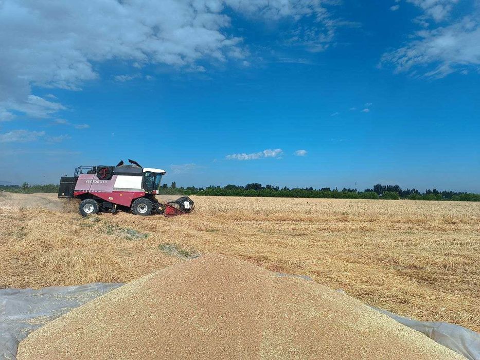 Продается зерноуборочный комбайнй VECTOR 410