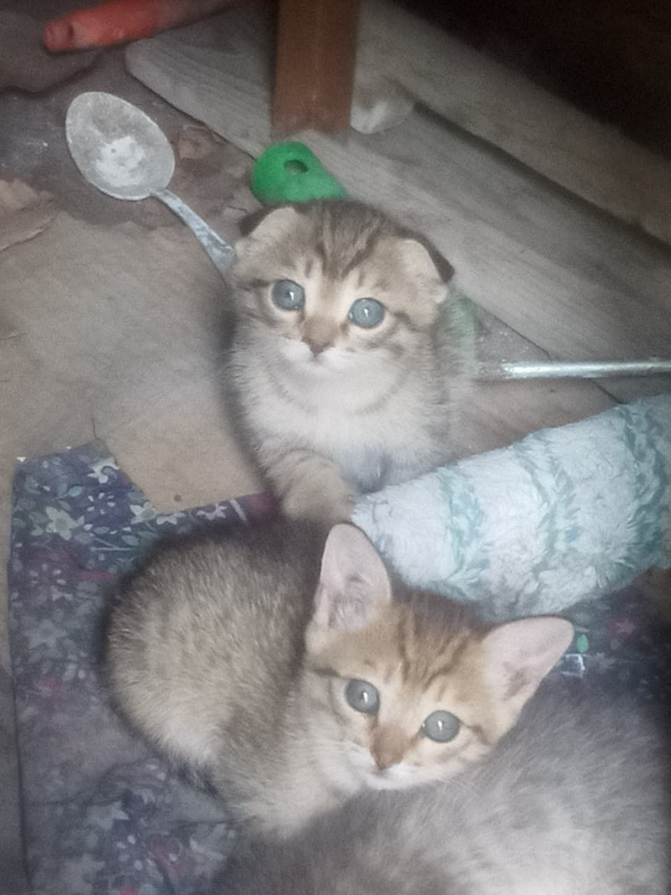 Отдам котят даром