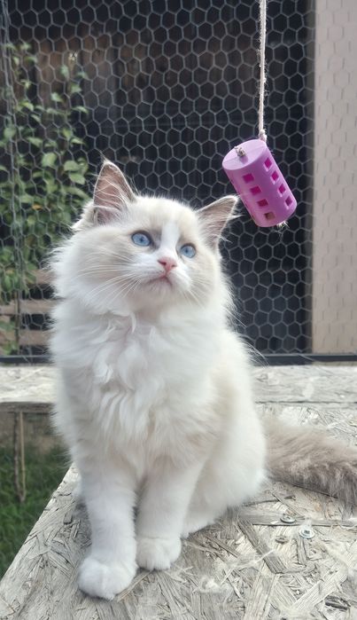Ragdoll Blue Bicolor superb