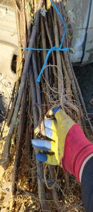 Puieți salcâm frasin tei fag carpen stejar mesteacăn plop brad molid