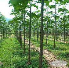 Pachete Seminte" Facturate" Paulownia ,Goji,Aronia ,Merisor,Amelanche