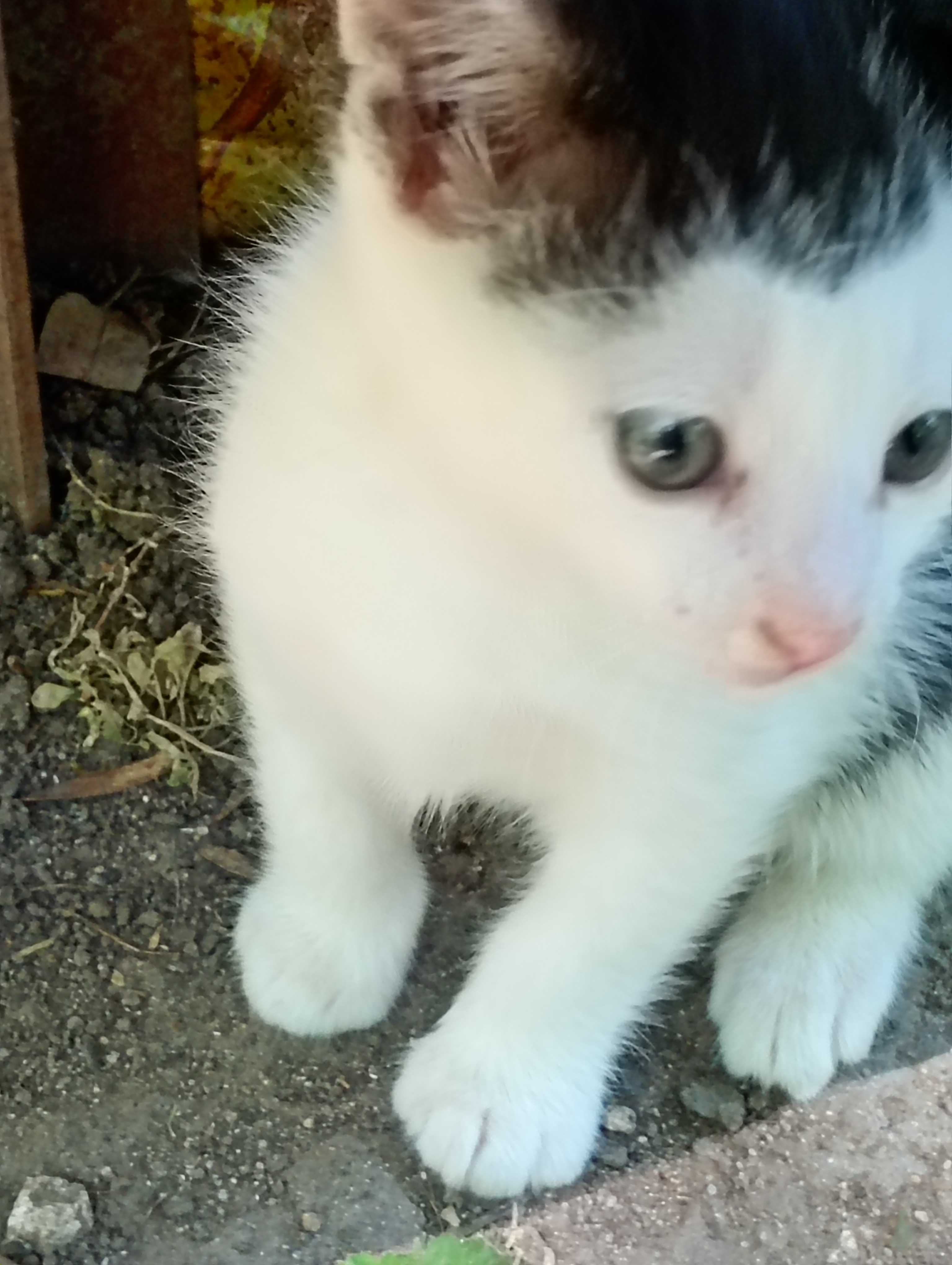 Четири котенца подрастващи