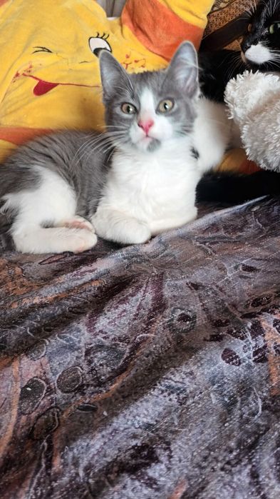 Продавам котенца