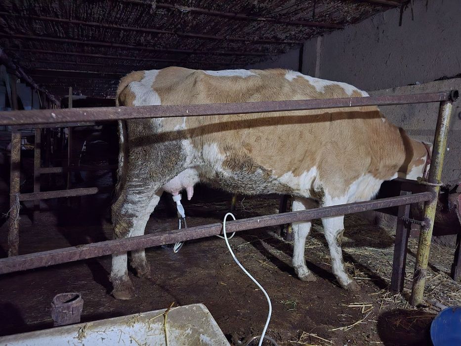 Sigir va echki sog'ish aparati