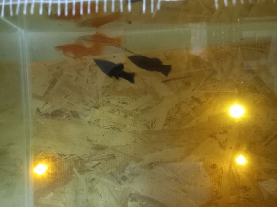 Продам рыбок чёрные по 350 тг