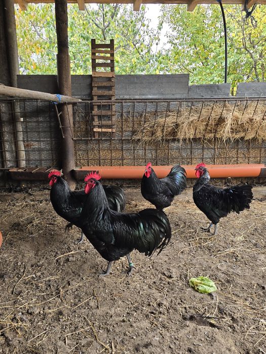 Australorp negru