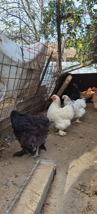 Familie de găini 7+1