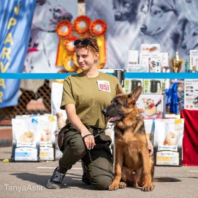 Кинолог дрессировка собак