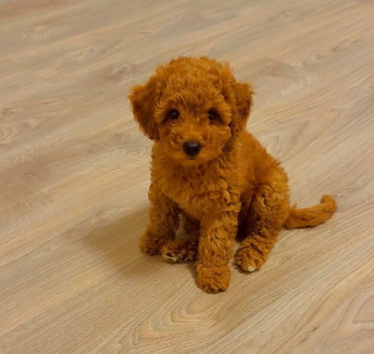 Poodle toy, fetita, 3 luni