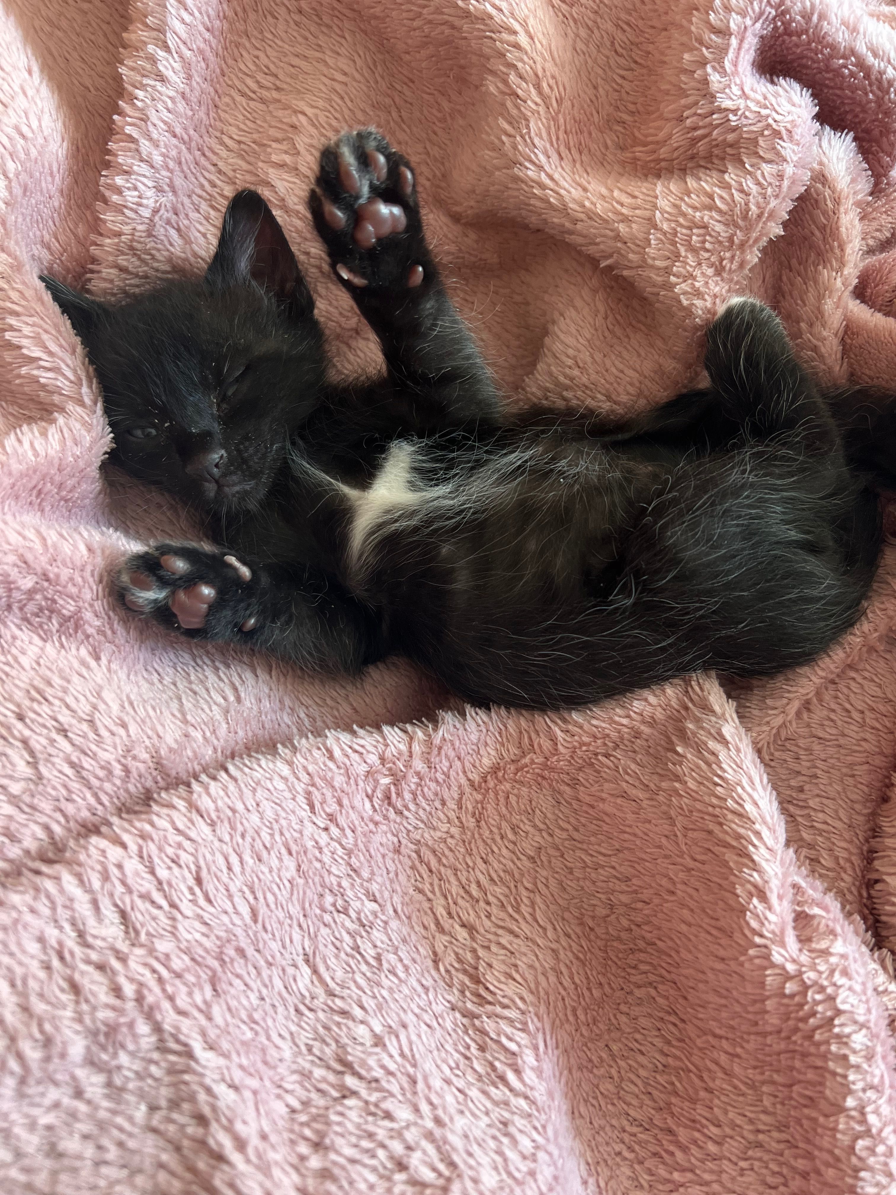 Подарявам котенце