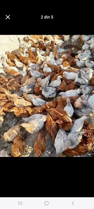 Vindem pui de carne pui rasă mixtă rate gaini albe și gaini roși .