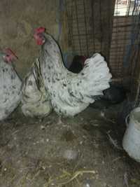 Familia australorp