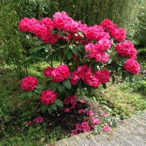 Vand rhododendron , azalee, bujori de munte