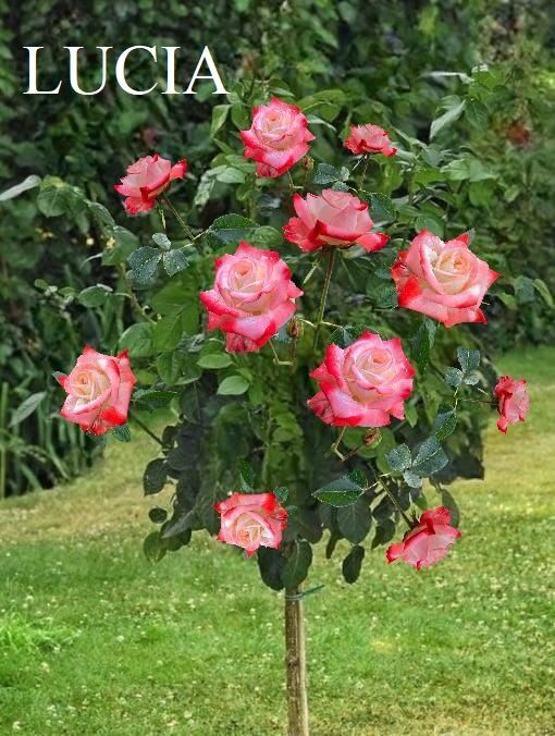 Trandafiri pomisor;De dulceata;Urcatori;Brad 1,4m;Mesteacan;Tei;Liliac