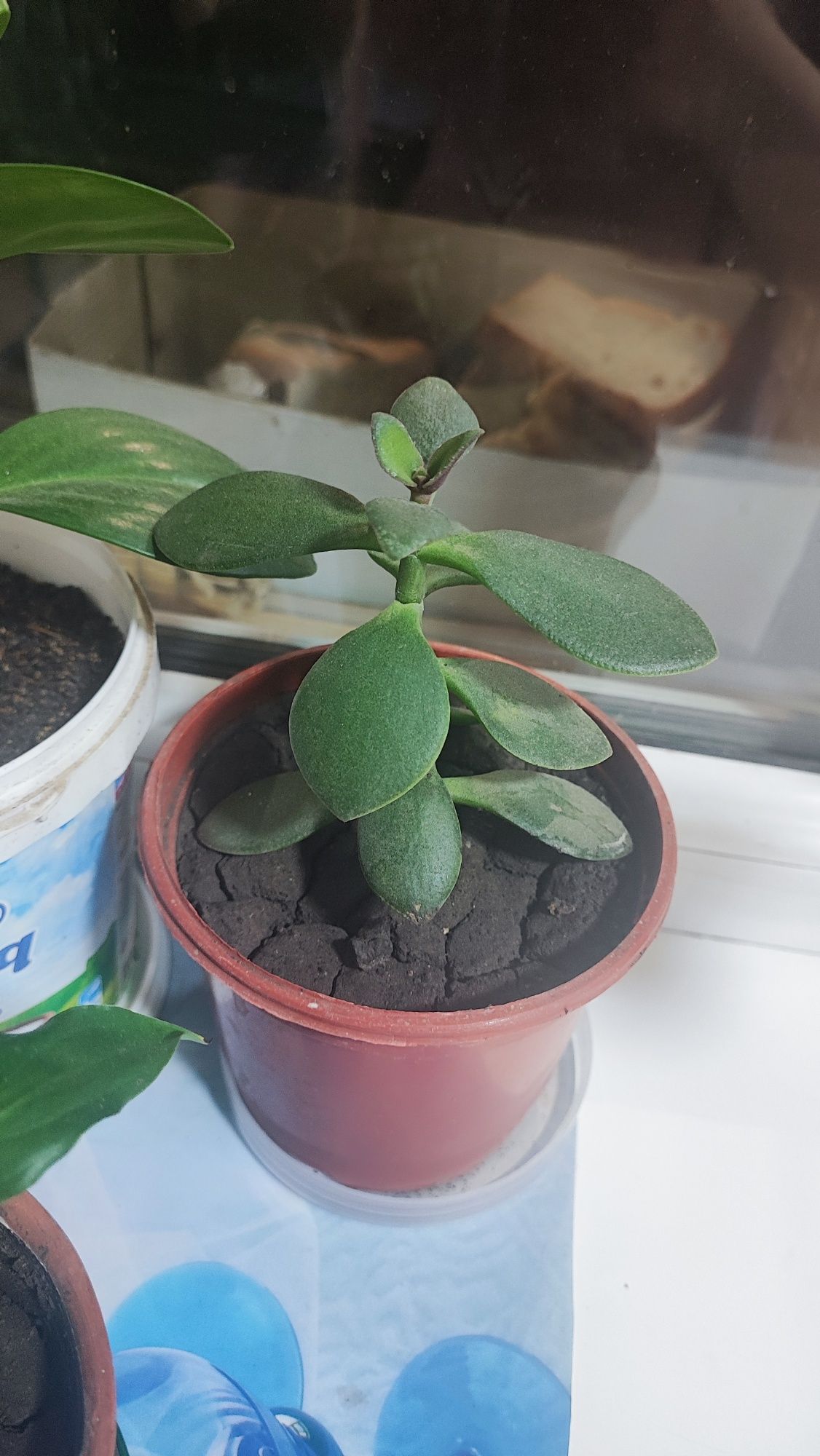 Денежное дерево продам